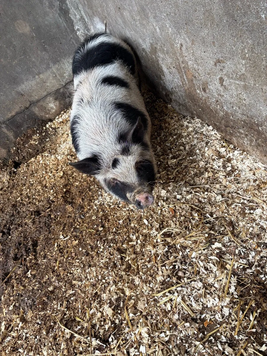 Pig - Image 3