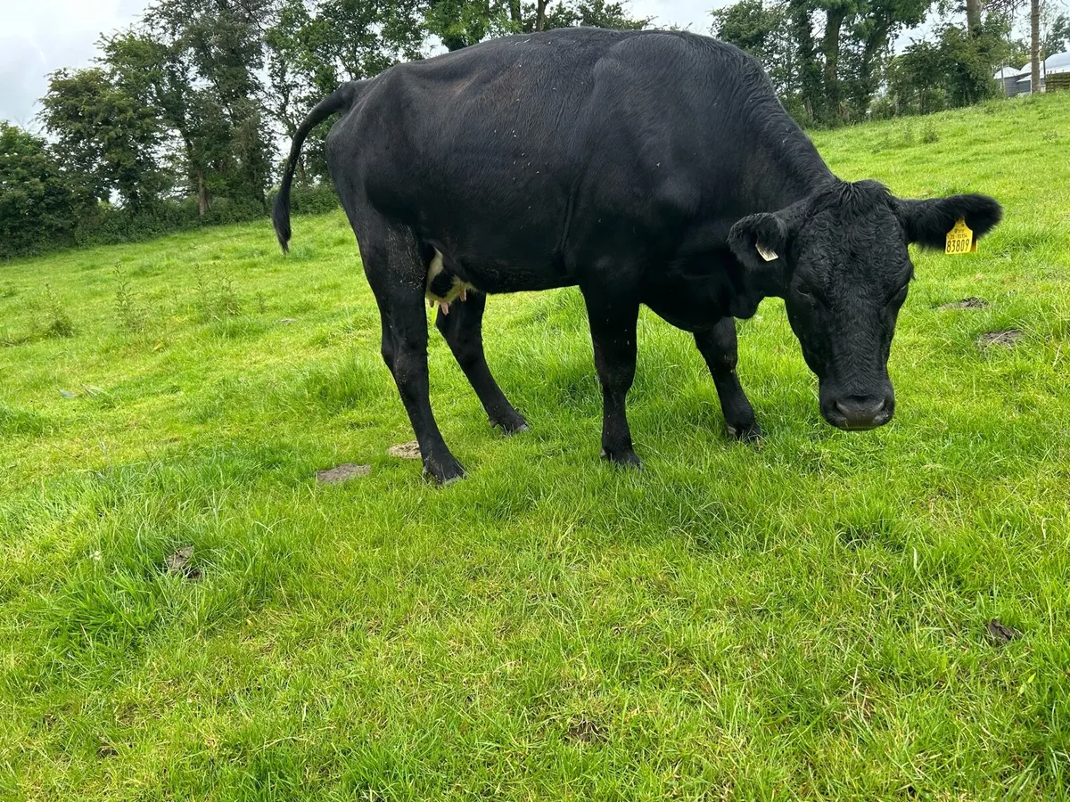 3 Aberdeen Angus heiffers with calves - Image 1