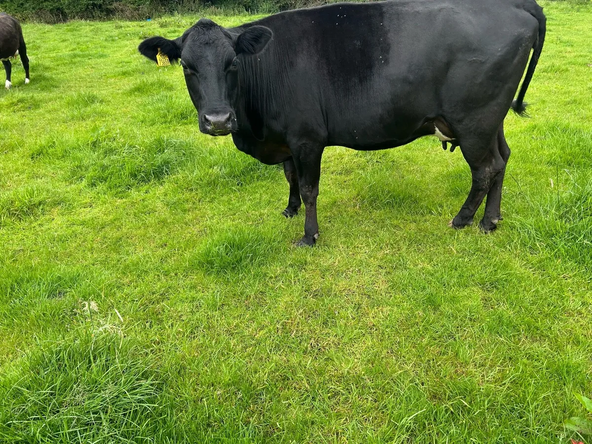 3 Aberdeen Angus heiffers with calves - Image 2