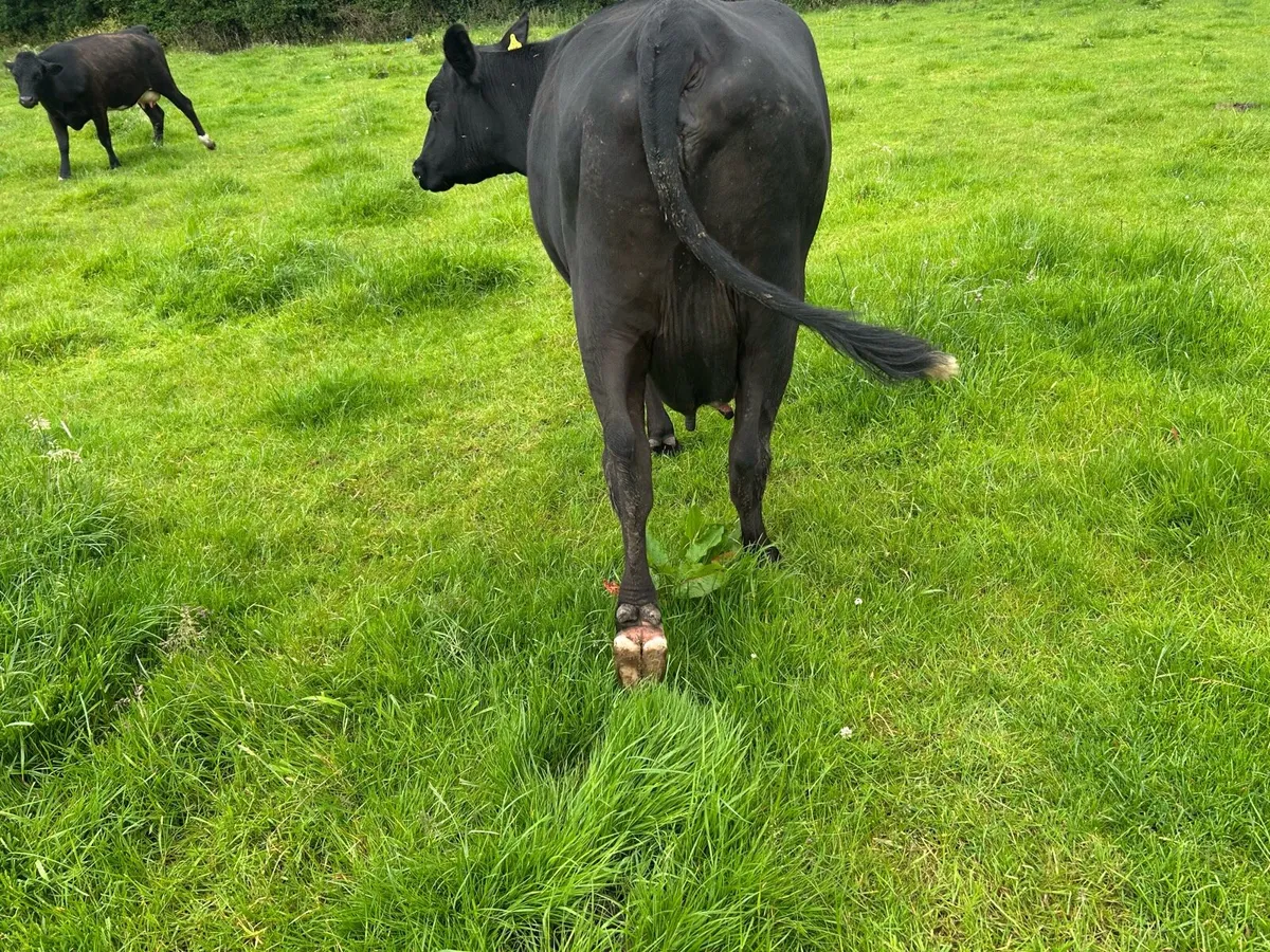 3 Aberdeen Angus heiffers with calves - Image 3
