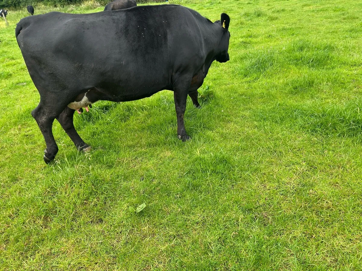 3 Aberdeen Angus heiffers with calves - Image 4