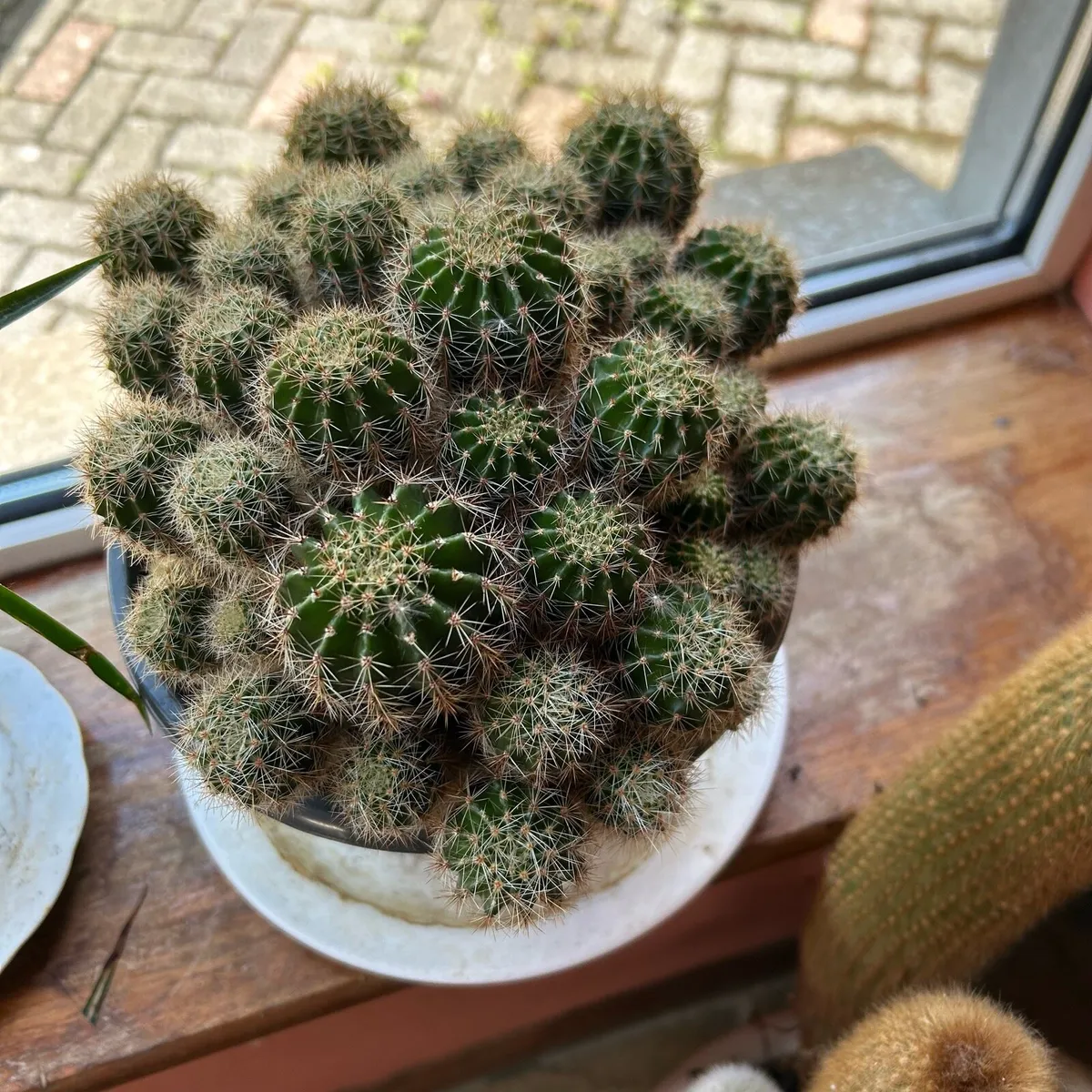 Cactus plant - Image 3