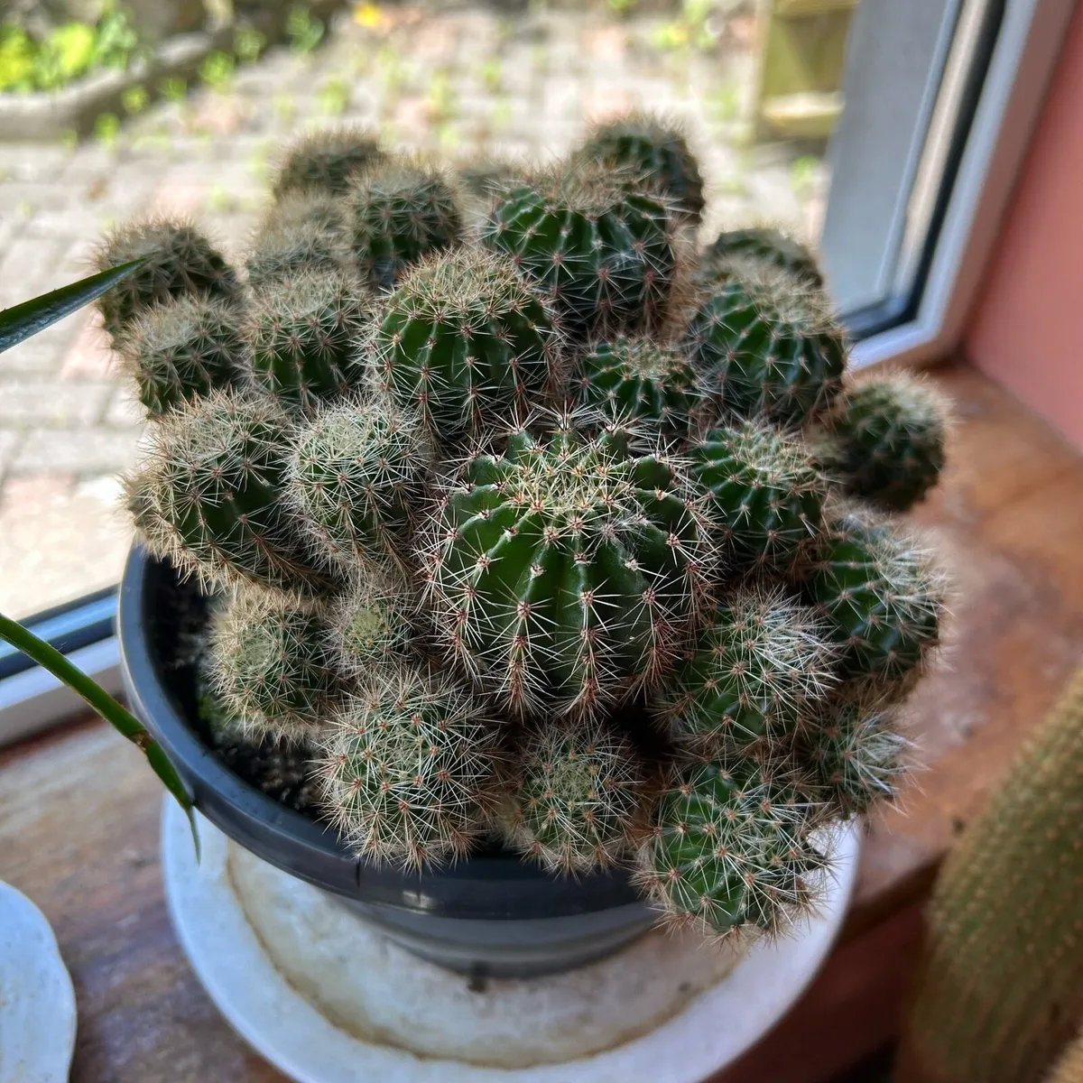 Cactus plant - Image 1
