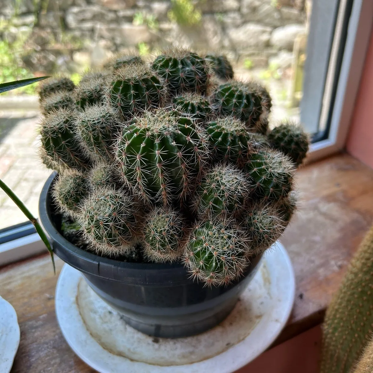 Cactus plant - Image 2