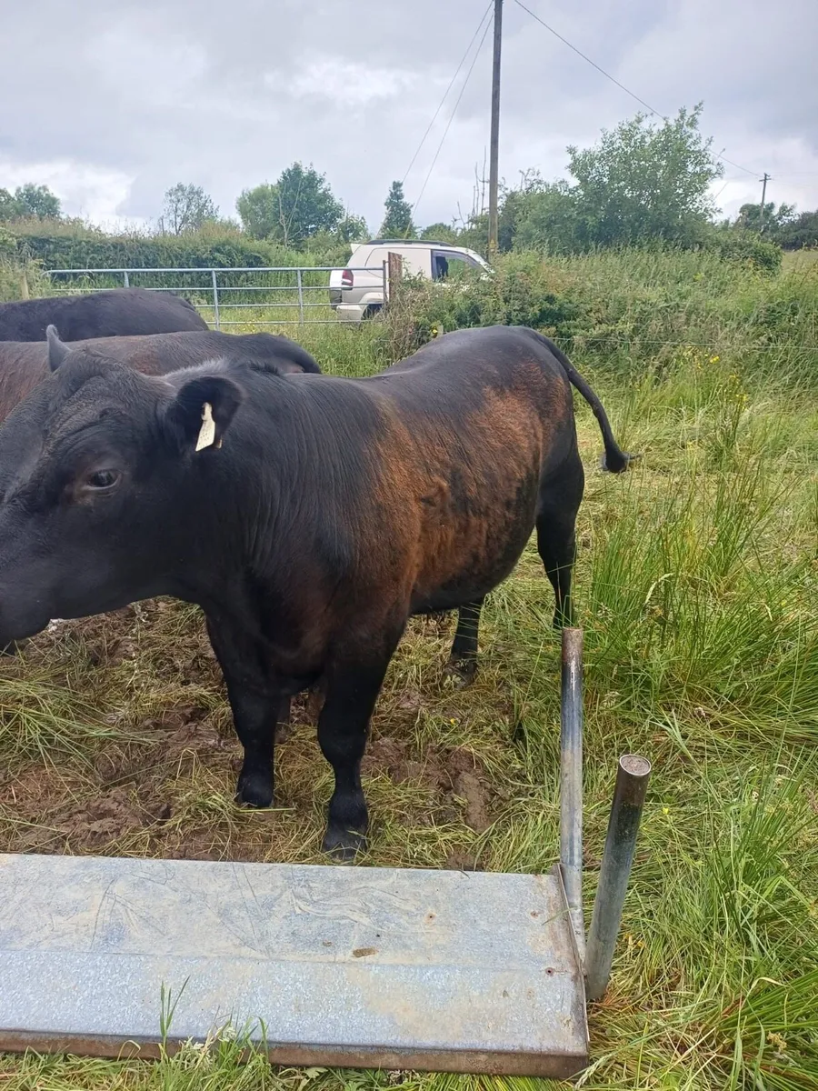 Pedigree Angus Bulls - Image 1