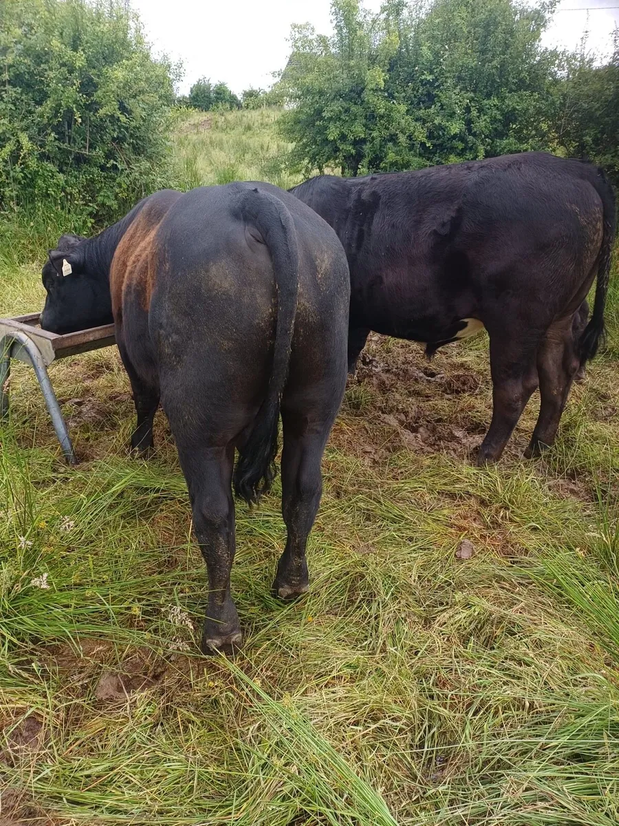 Pedigree Angus Bulls - Image 2
