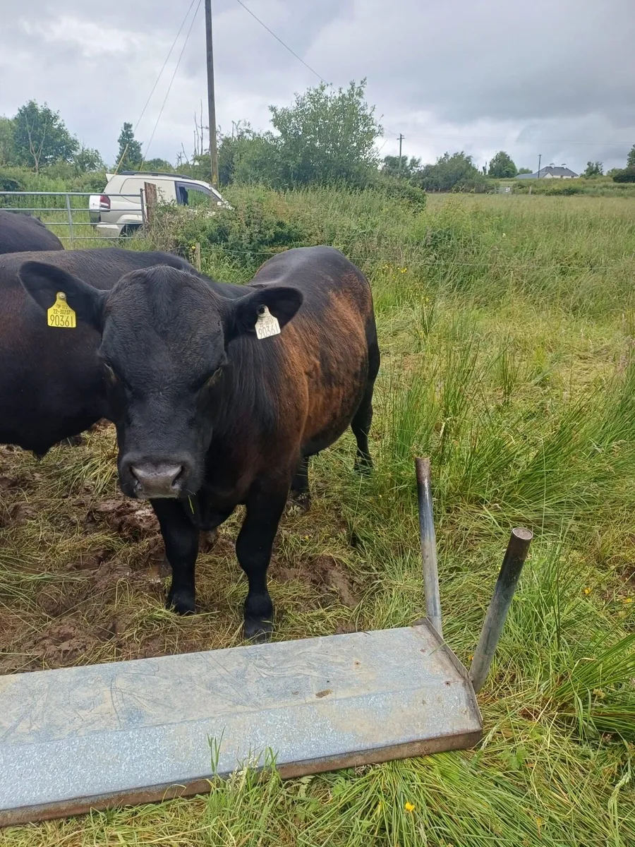 Pedigree Angus Bulls - Image 3