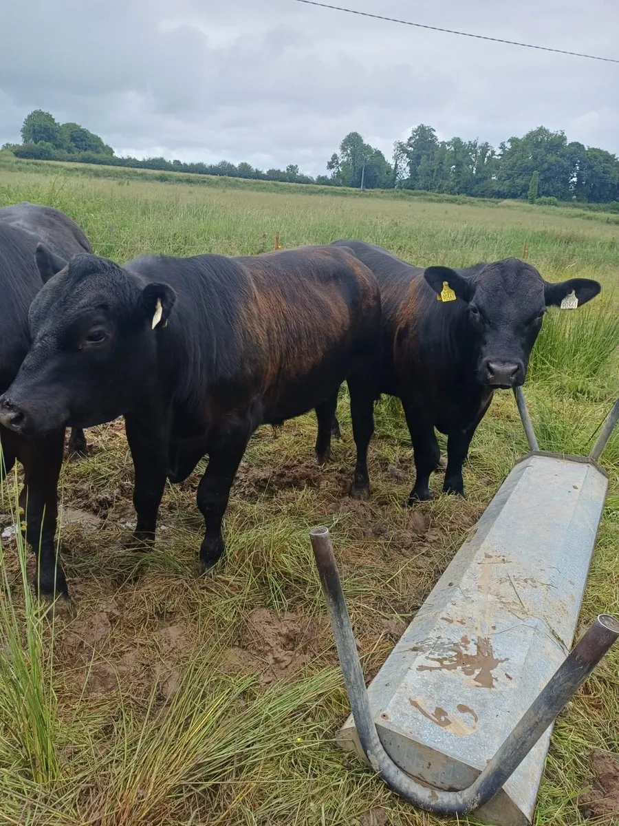 Pedigree Angus Bulls - Image 4