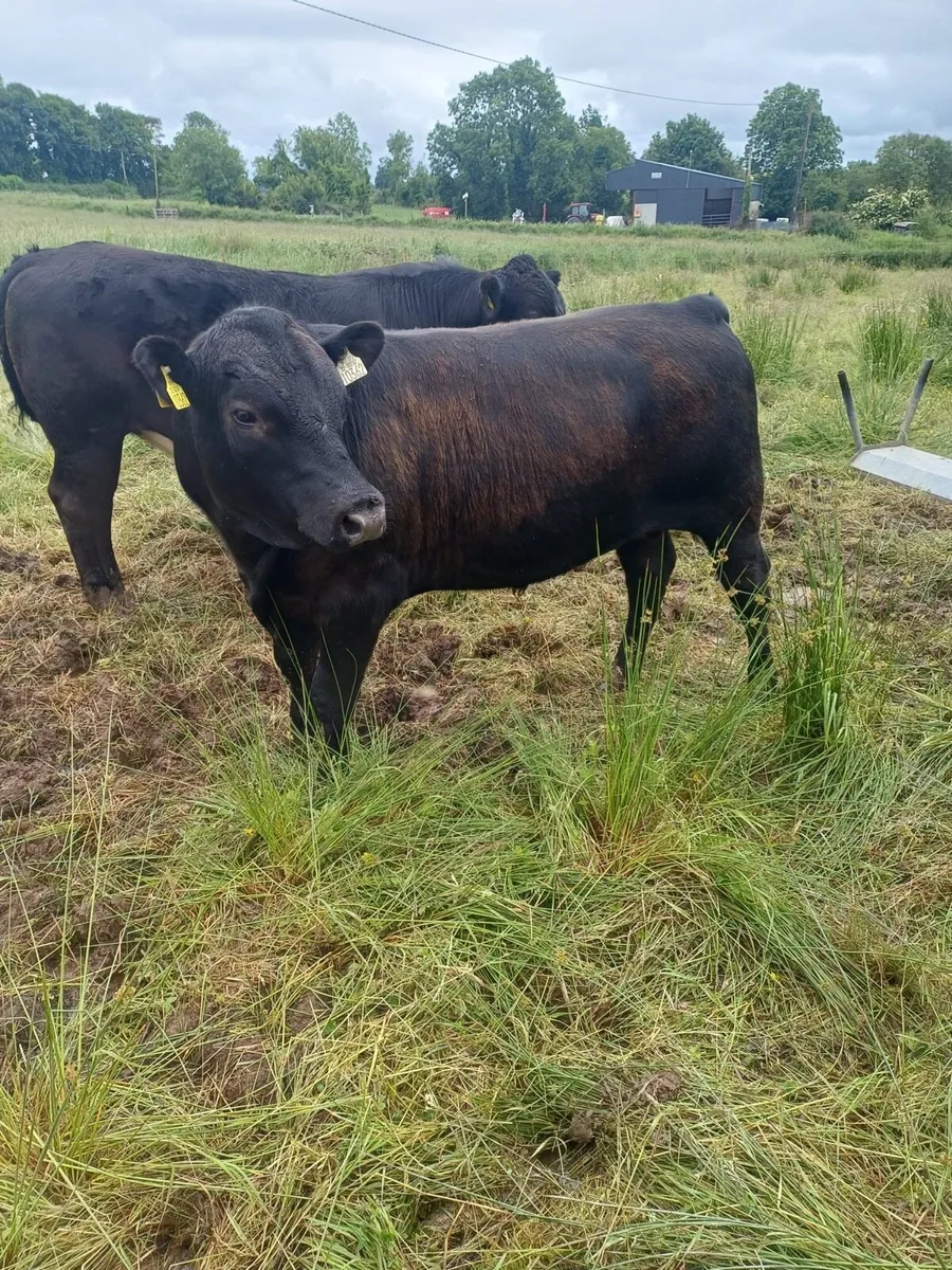 Pedigree Angus Bulls - Image 4