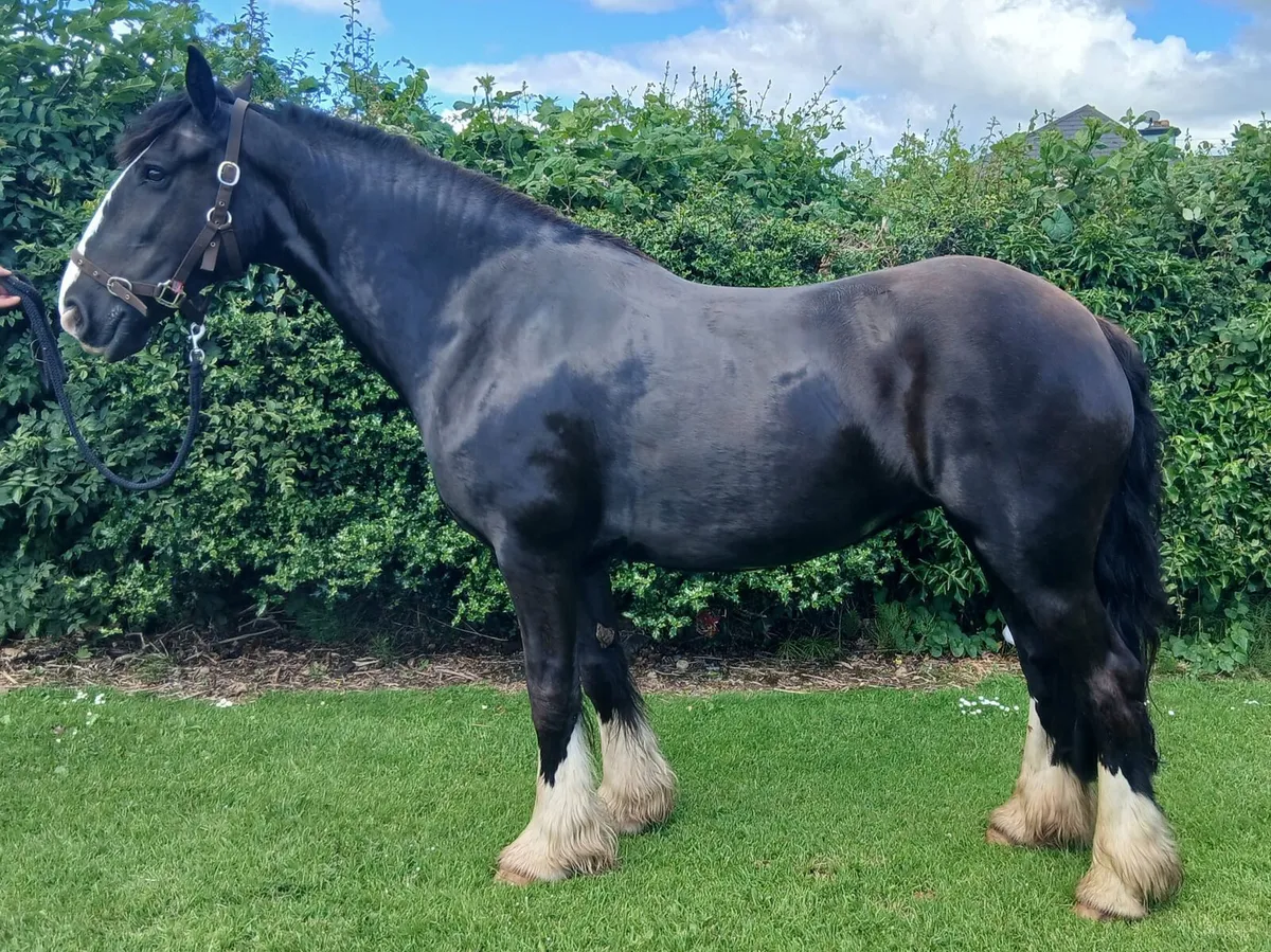 6 year old 15.1hh cob - Image 2