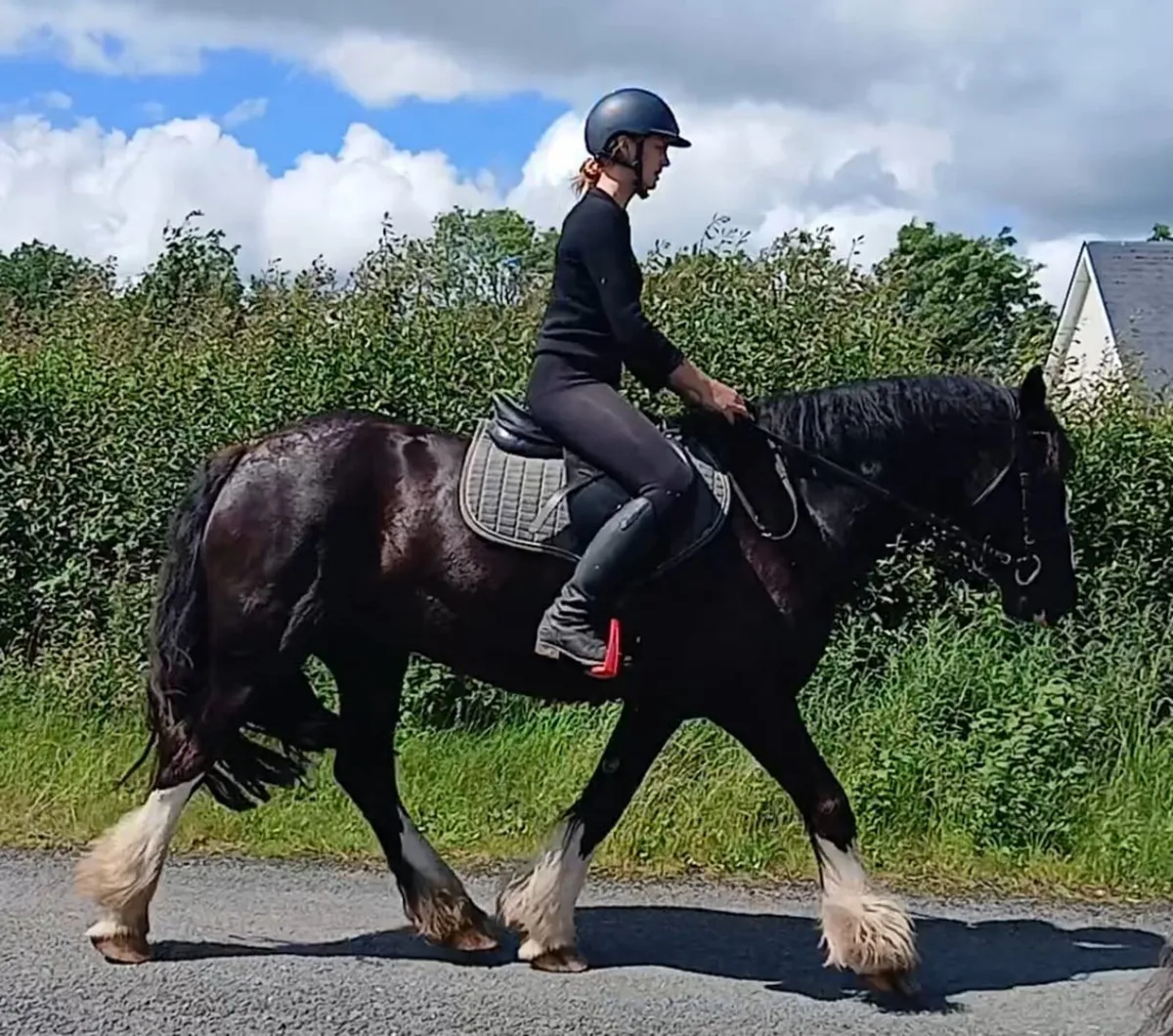 6 year old 15.1hh cob - Image 3