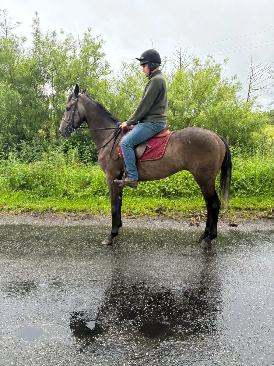 3yr old 15.3 gelding - Image 1