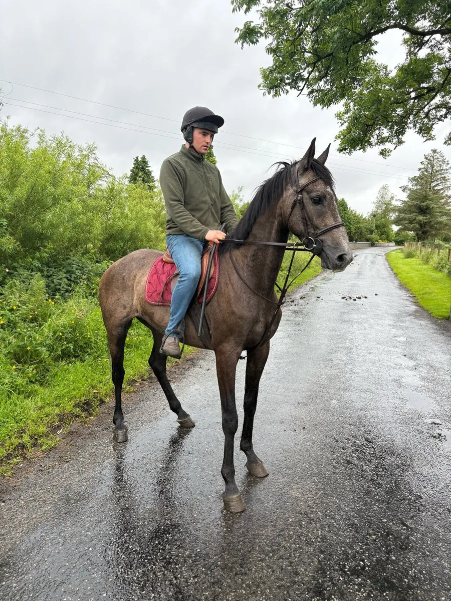 3yr old 15.3 gelding - Image 2