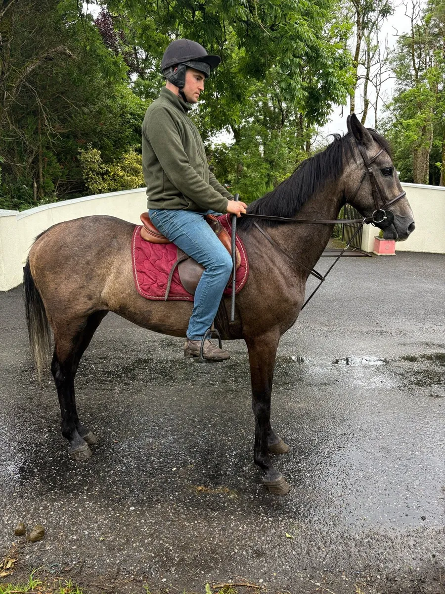 3yr old 15.3 gelding - Image 3