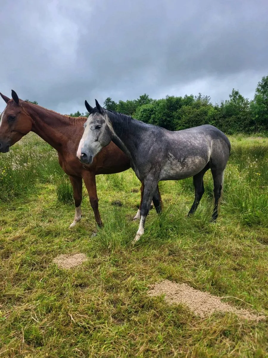 5yr old grey gelding - Image 1