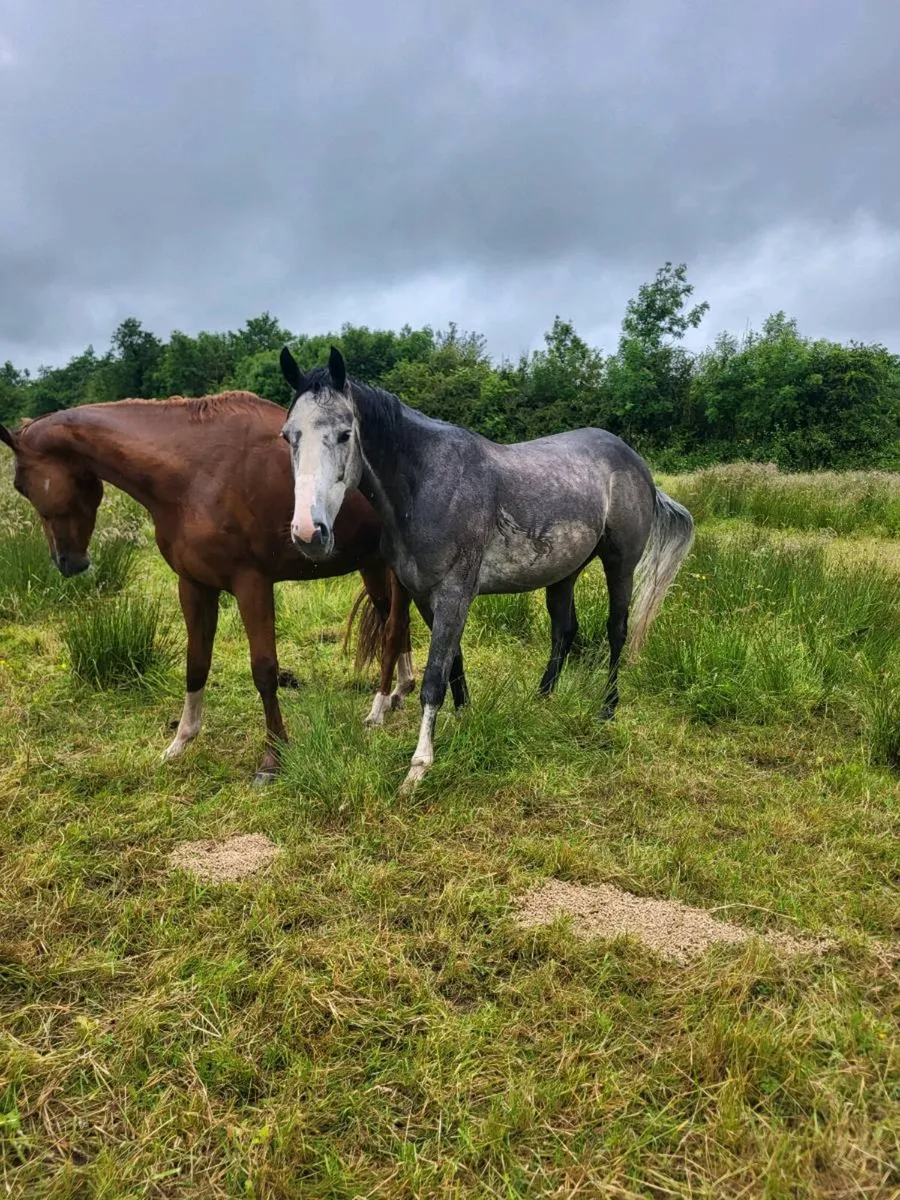 5yr old grey gelding - Image 2