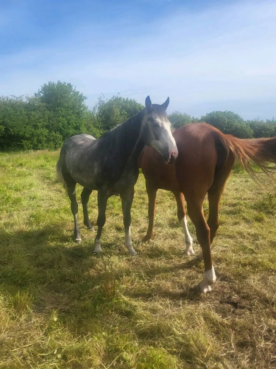 5yr old grey gelding - Image 3