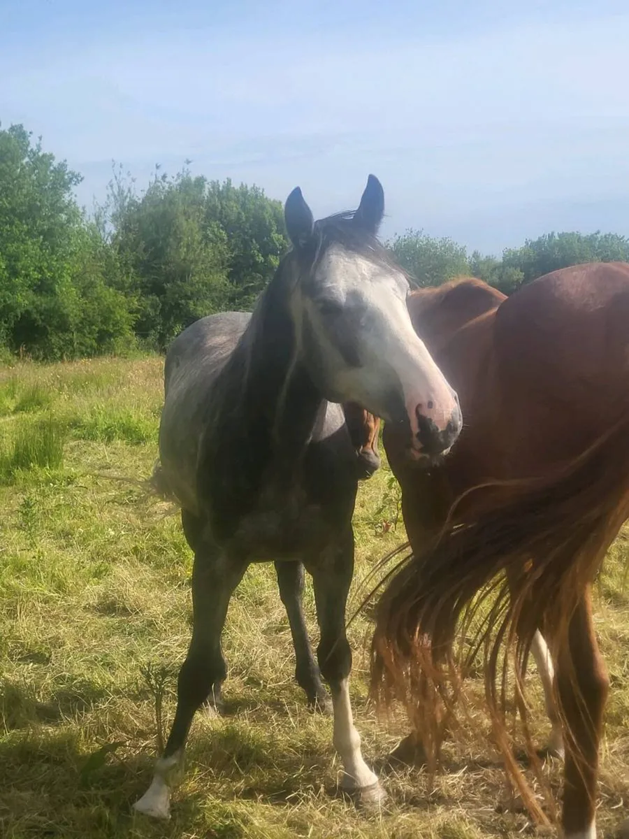 5yr old grey gelding - Image 4