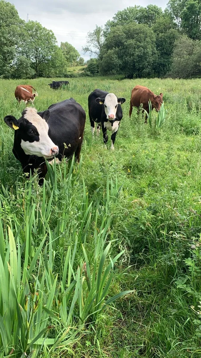 Heifer store cattle - Image 1