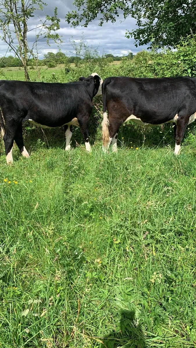 Heifer store cattle - Image 2