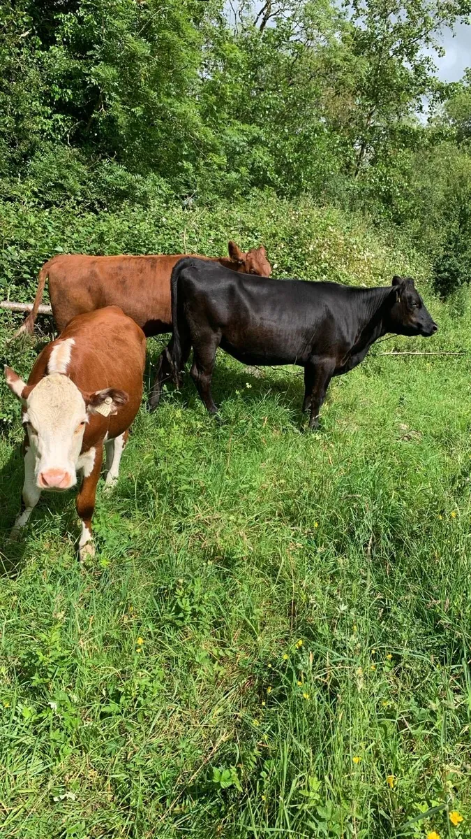 Heifer store cattle - Image 3