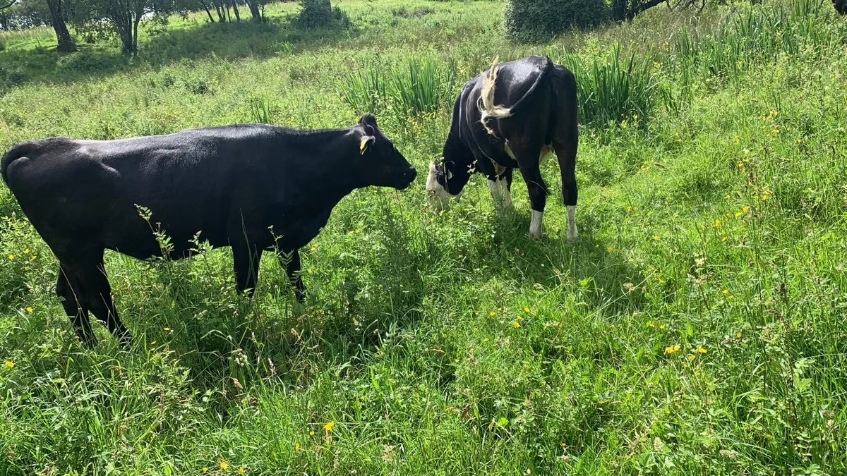 Heifer store cattle - Image 4