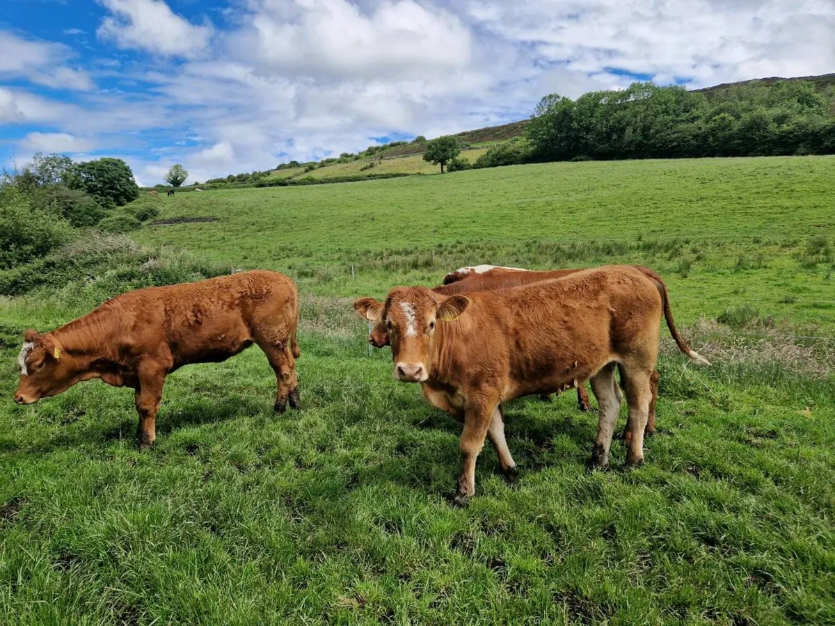 Breeding Heifers 5 star rating - Image 1