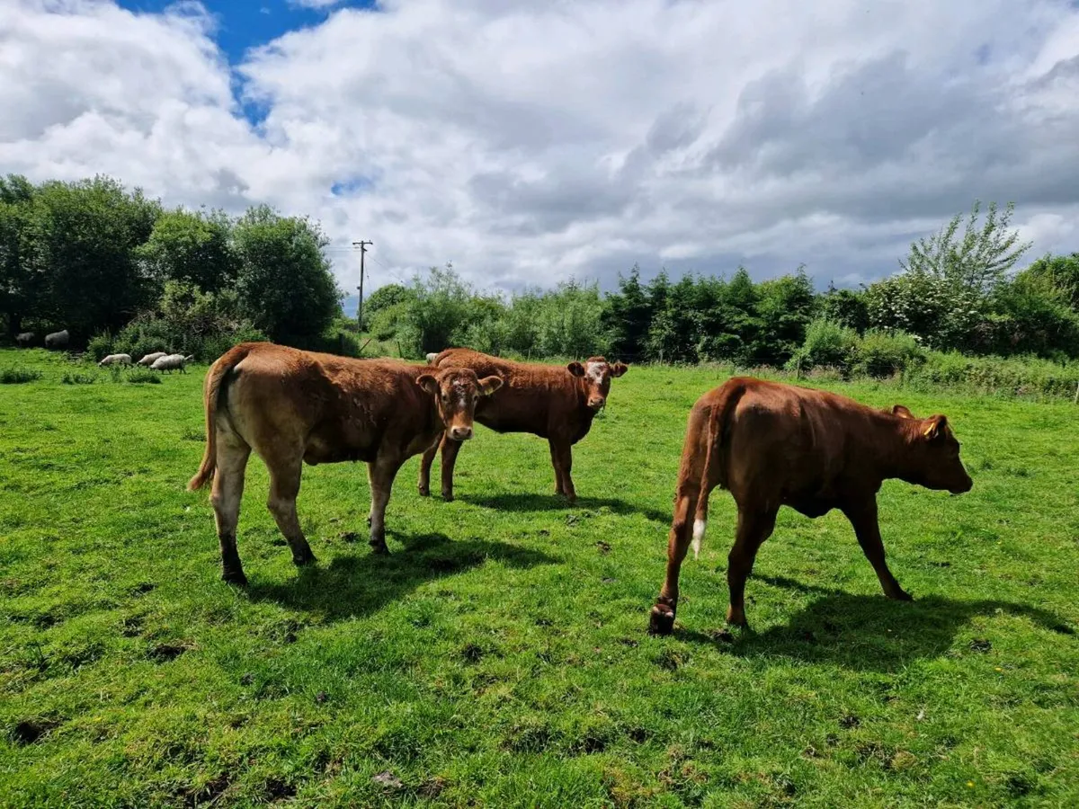 Breeding Heifers 5 star rating - Image 3