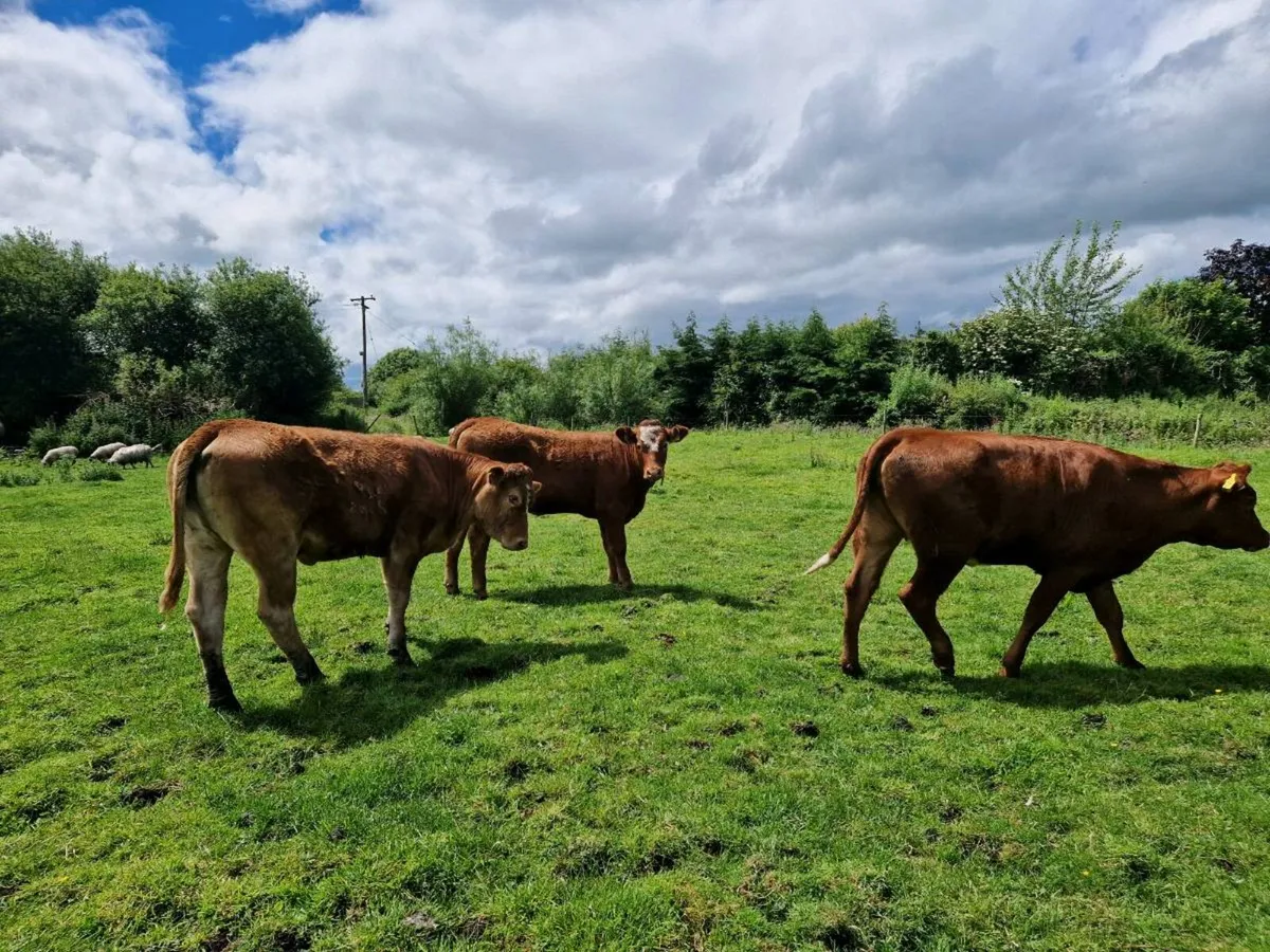 Breeding Heifers 5 star rating - Image 2