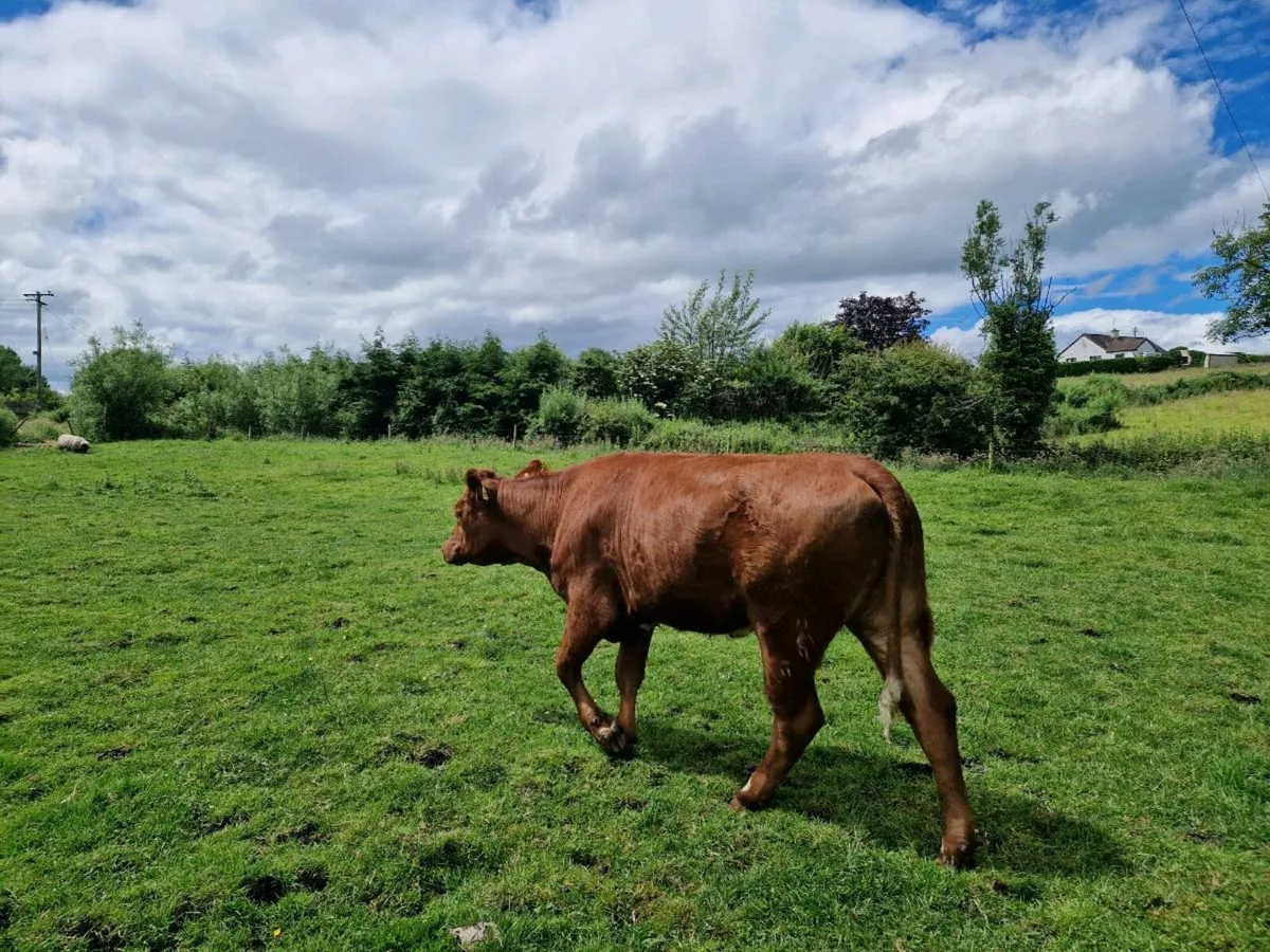 Breeding Heifers 5 star rating - Image 4