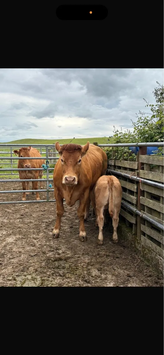 2 heifers with 2 heifer calves at foot - Image 1