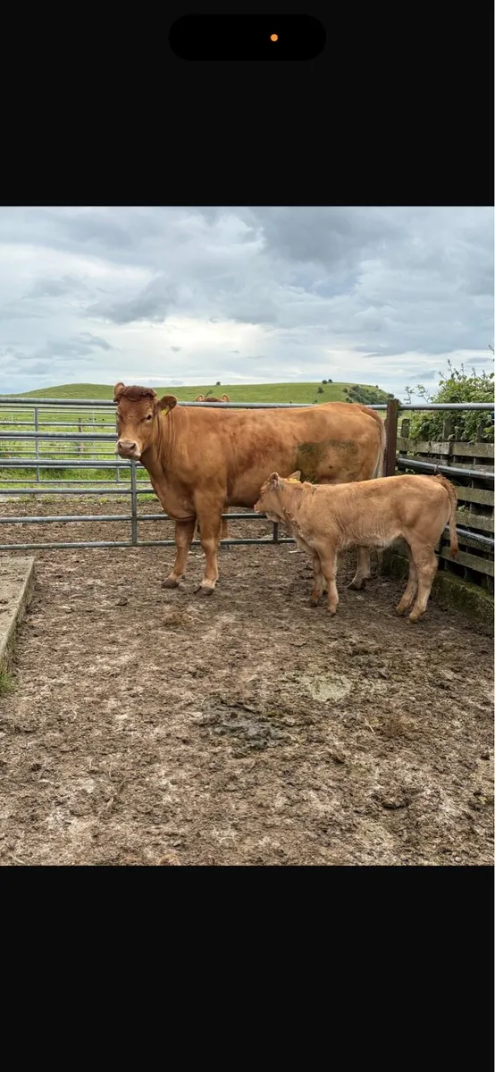 2 heifers with 2 heifer calves at foot - Image 2