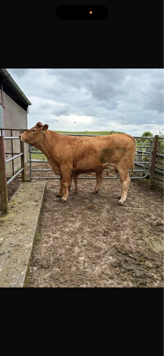 2 heifers with 2 heifer calves at foot - Image 3