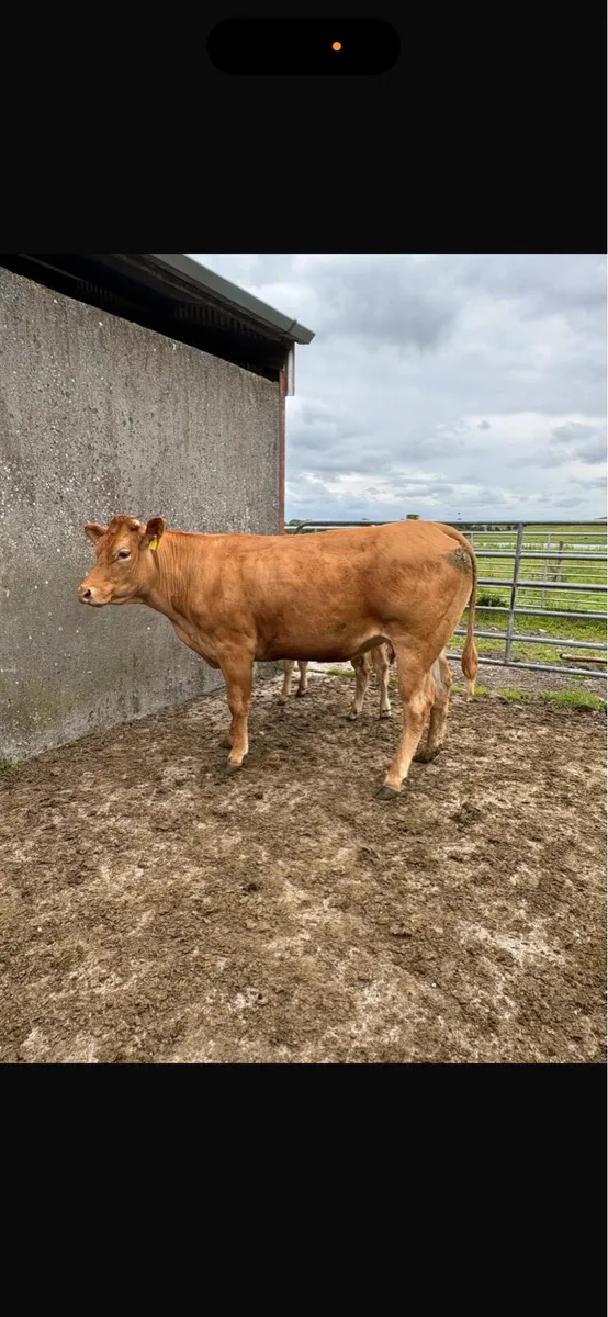 2 heifers with 2 heifer calves at foot - Image 4