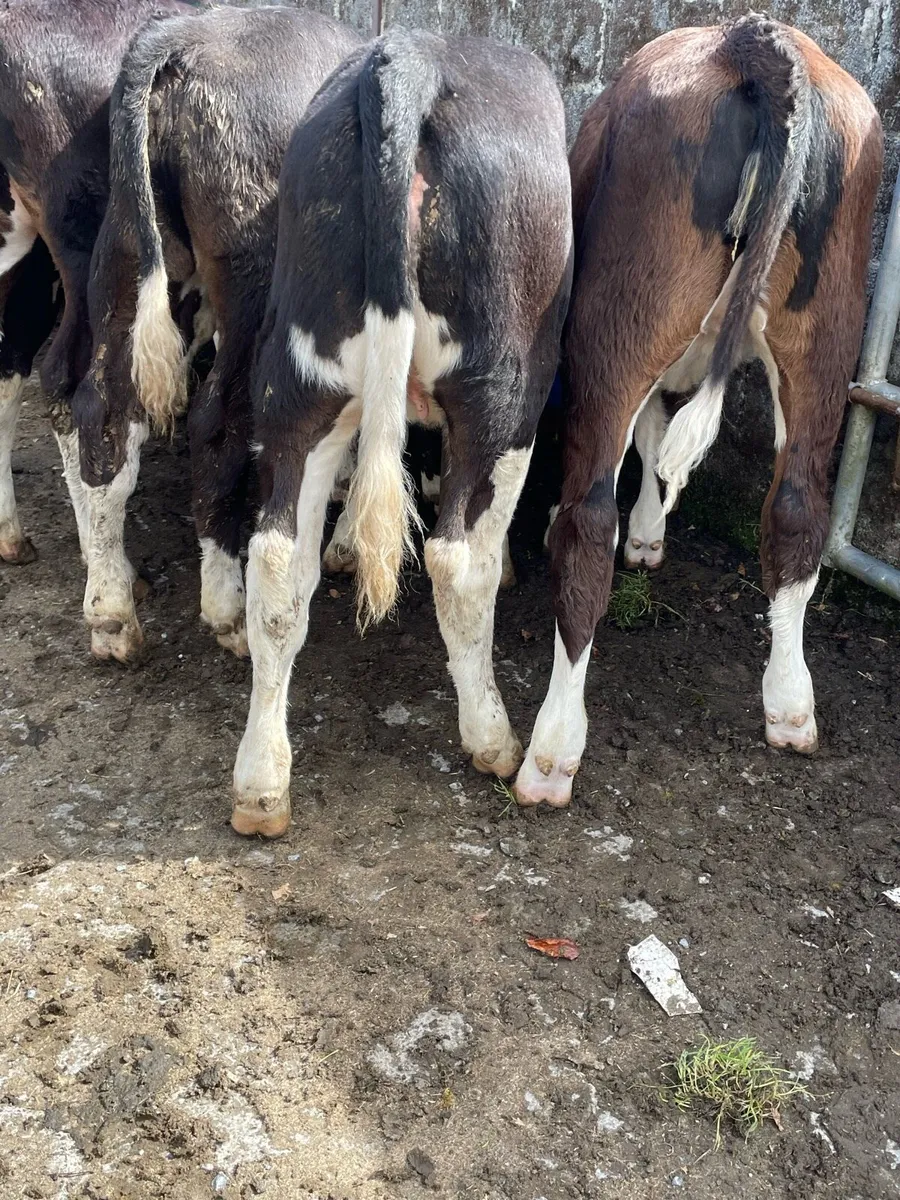 Super Hereford Heifer Runners - Image 3