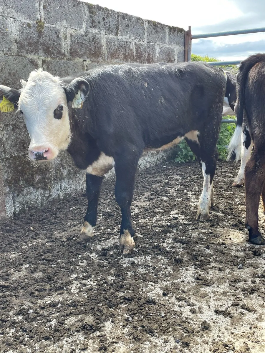 Super Hereford Heifer Runners - Image 4