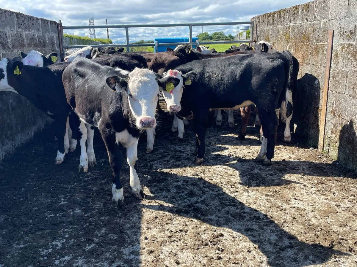 Super Hereford Heifer Runners - Image 1