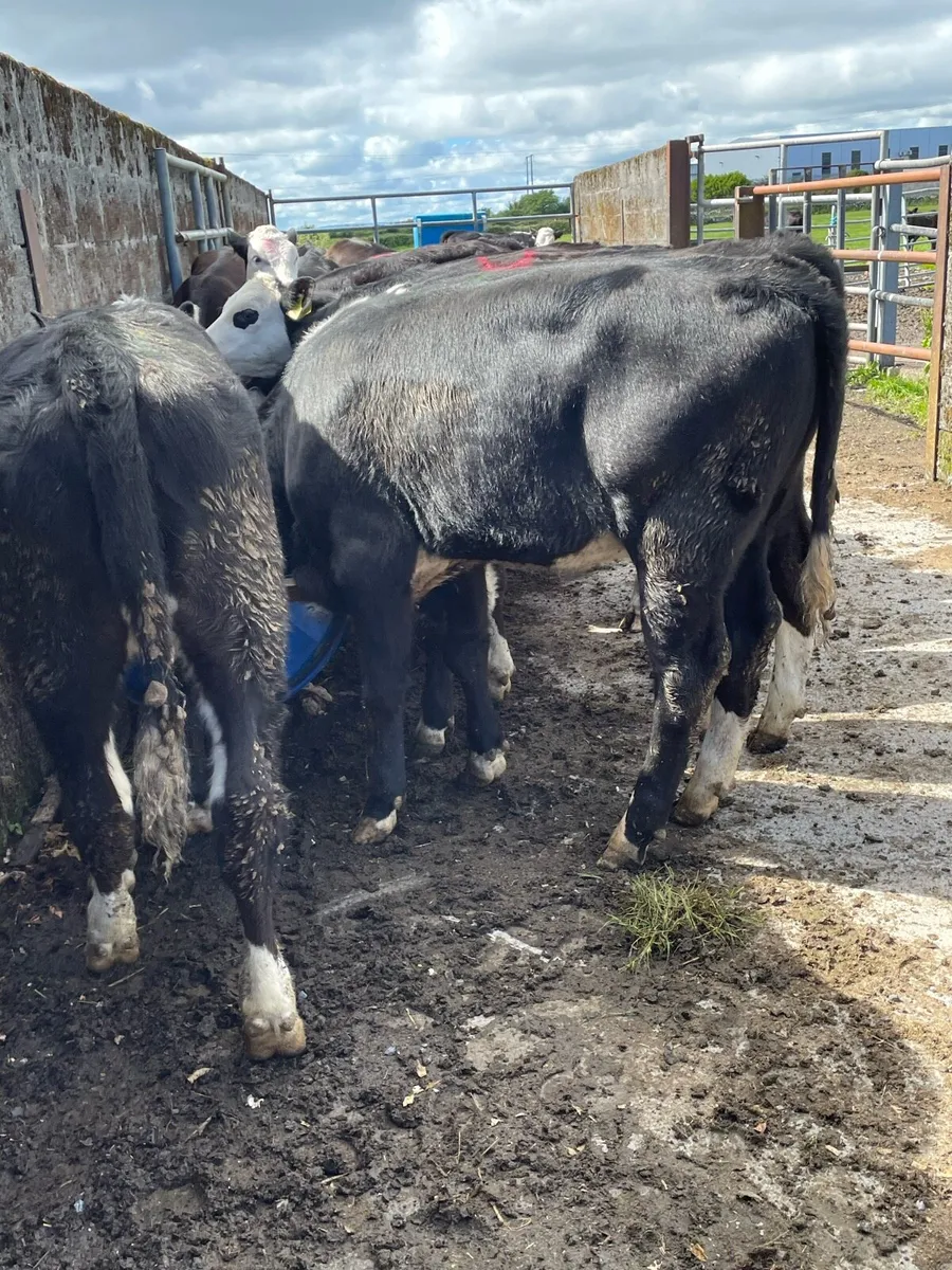 Super Hereford Heifer Runners - Image 2