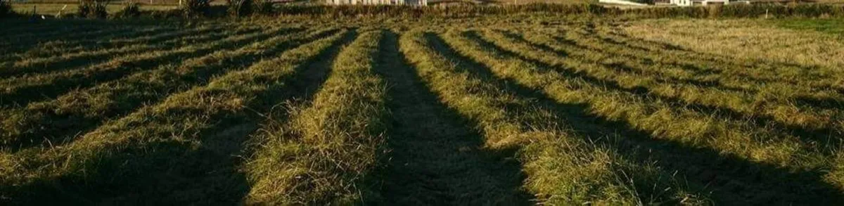 Meadow grass