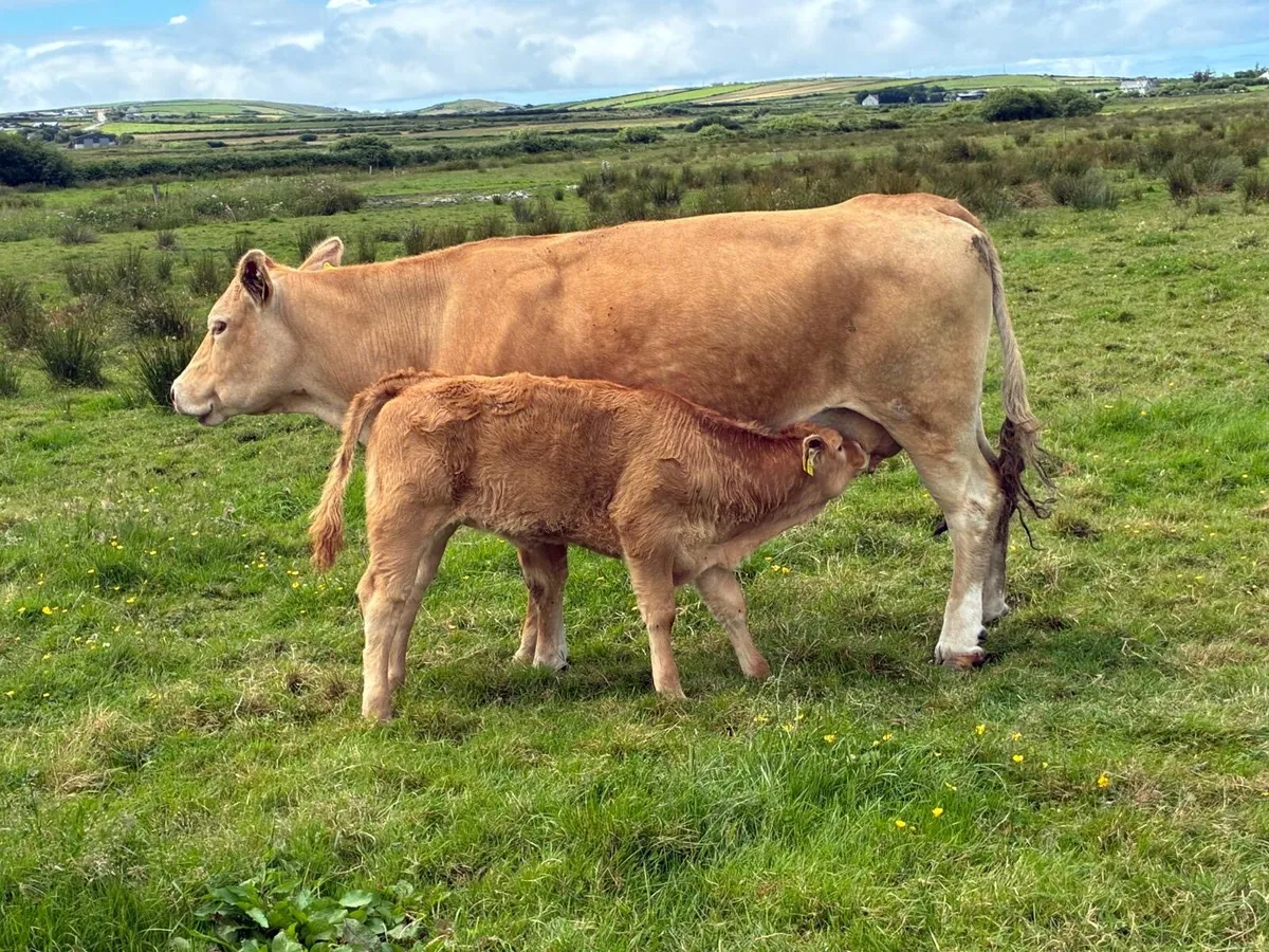 Cows calf - Image 1