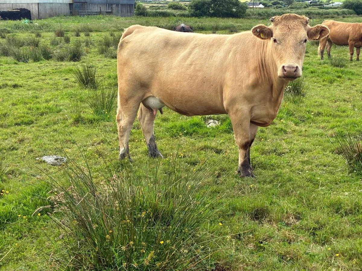 Cows calf - Image 2