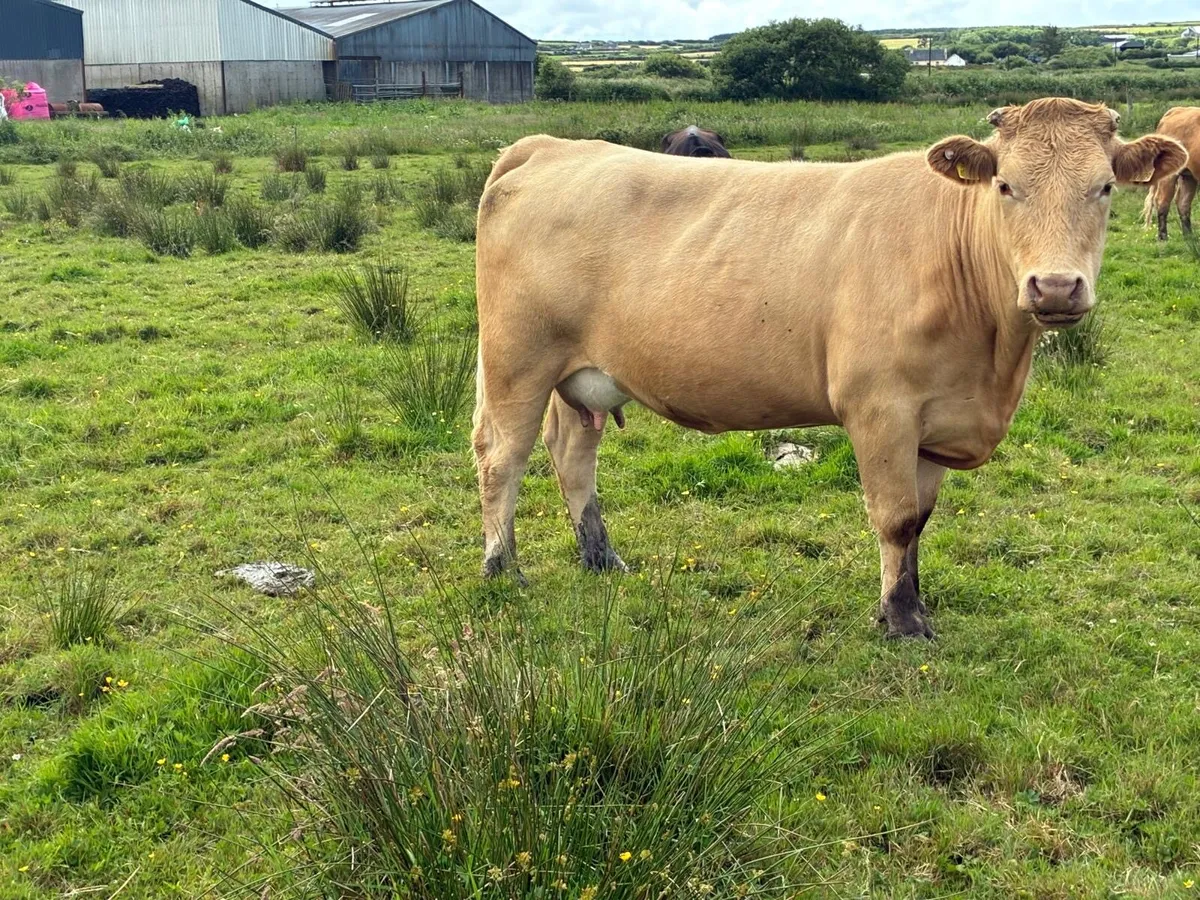 Cows calf - Image 3