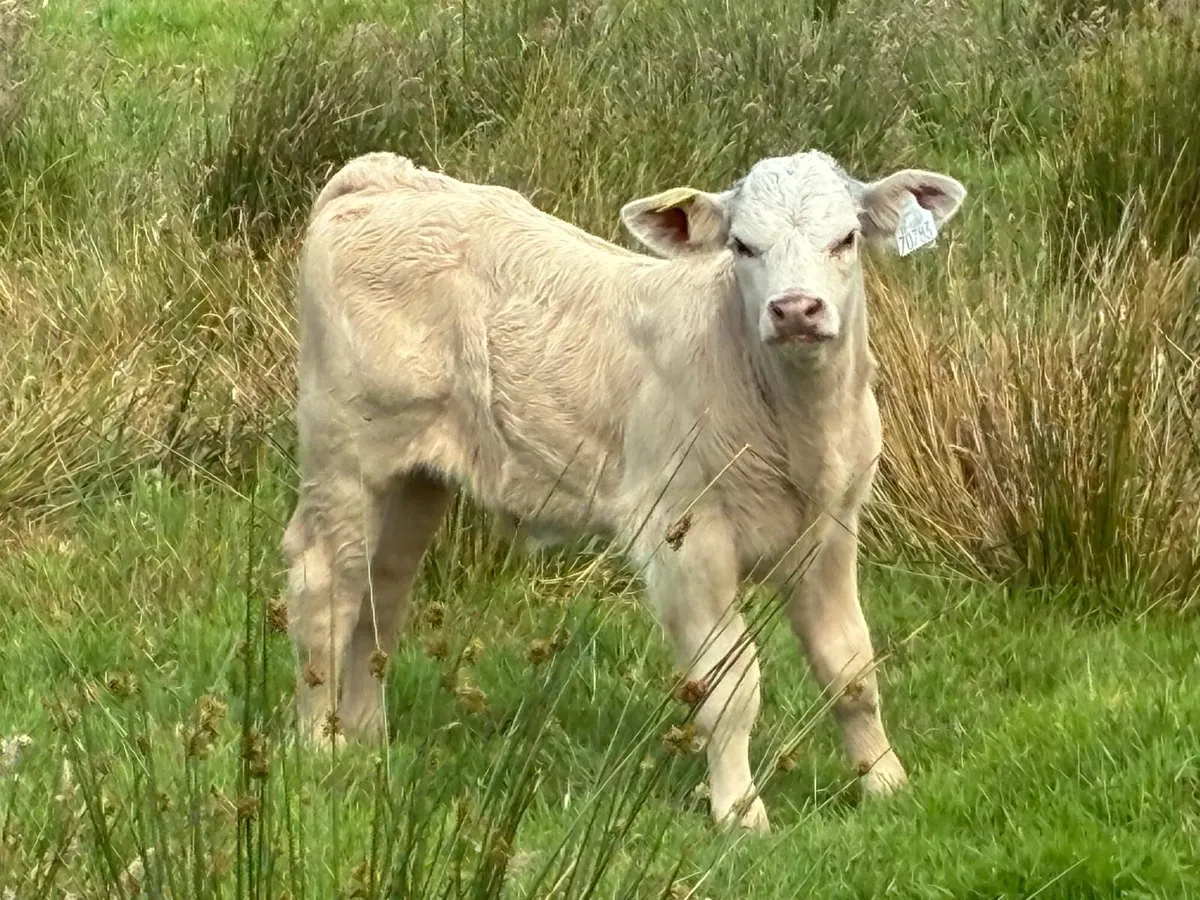 Cows calf - Image 4
