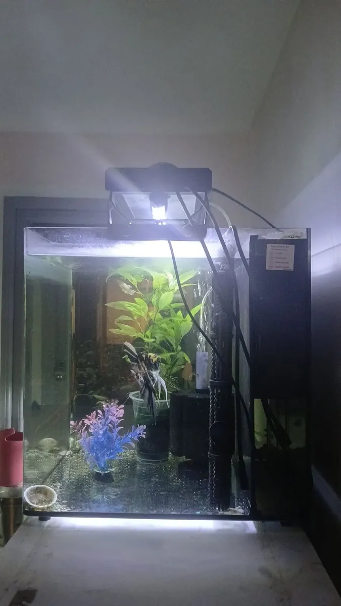 Fish tanks - Image 3