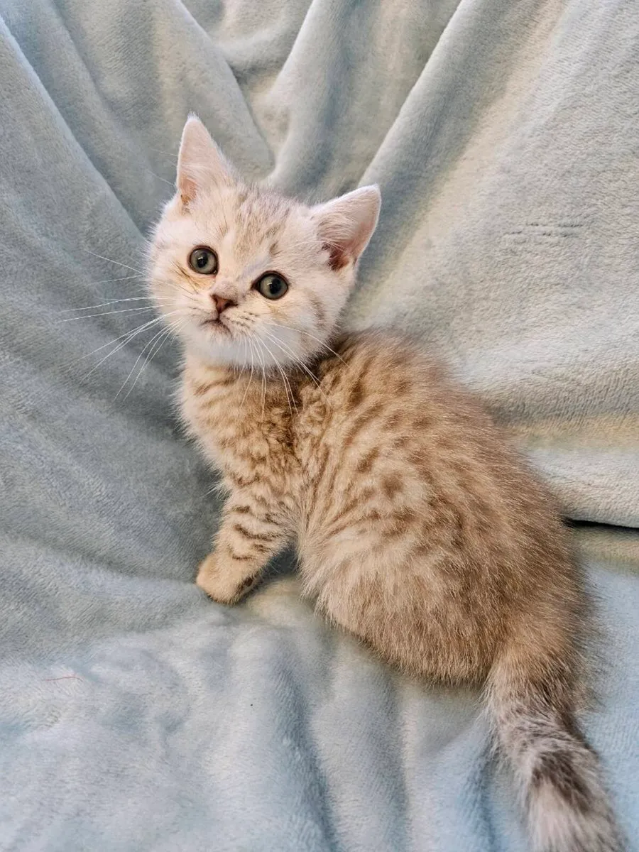 Scottish fold and straight kittens - Image 2