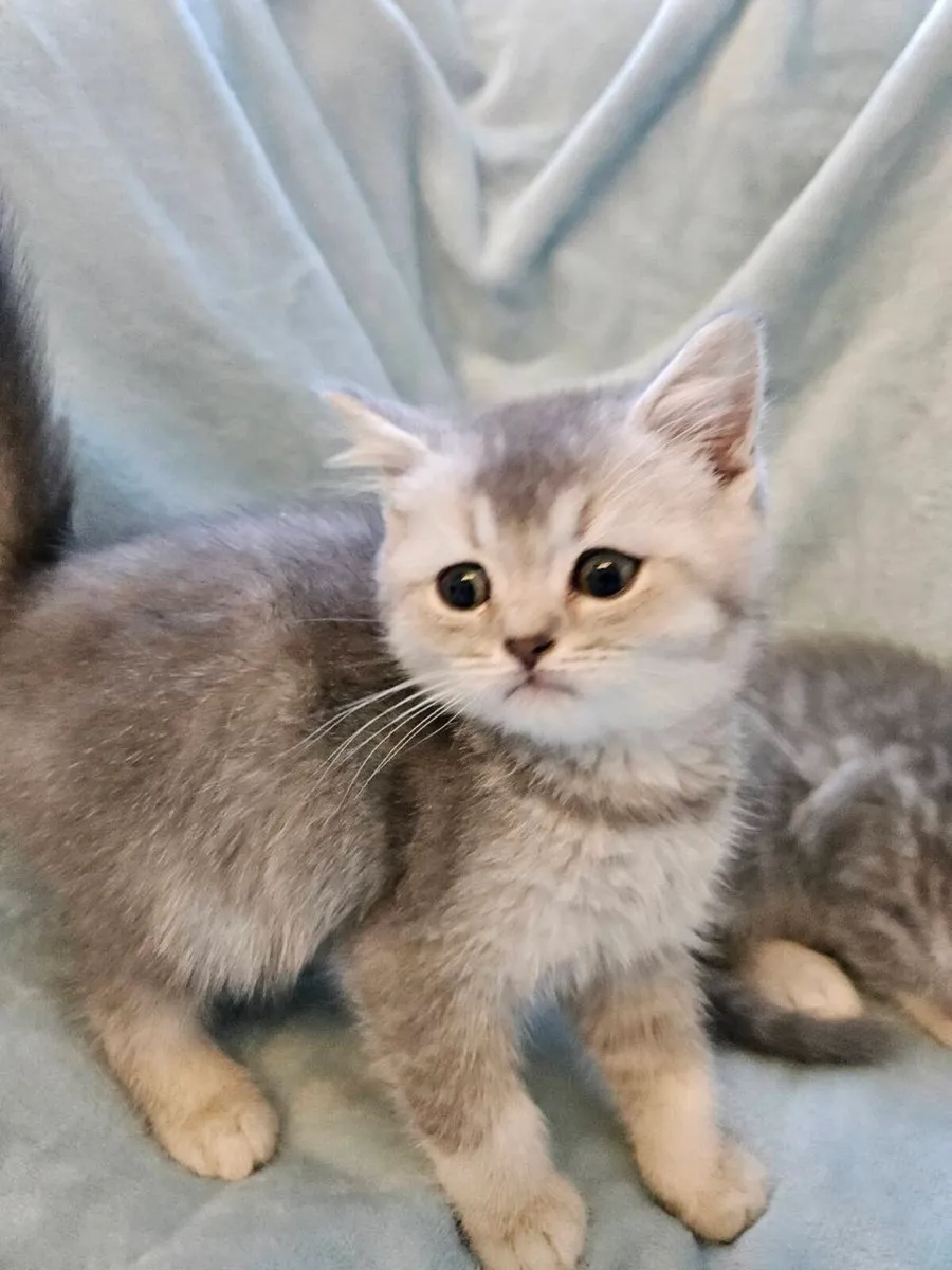 Scottish fold and straight kittens - Image 3