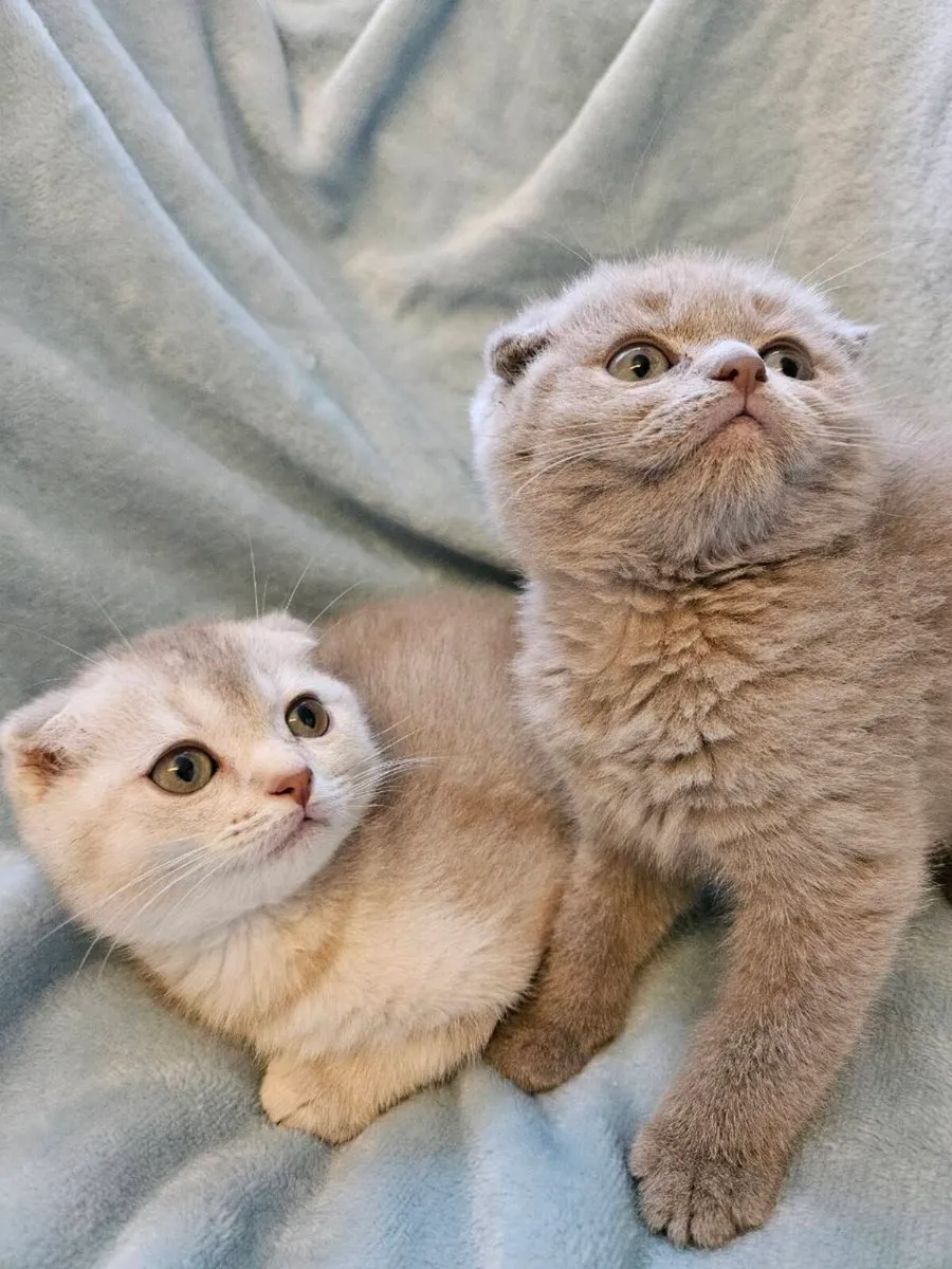 Scottish fold and straight kittens - Image 1
