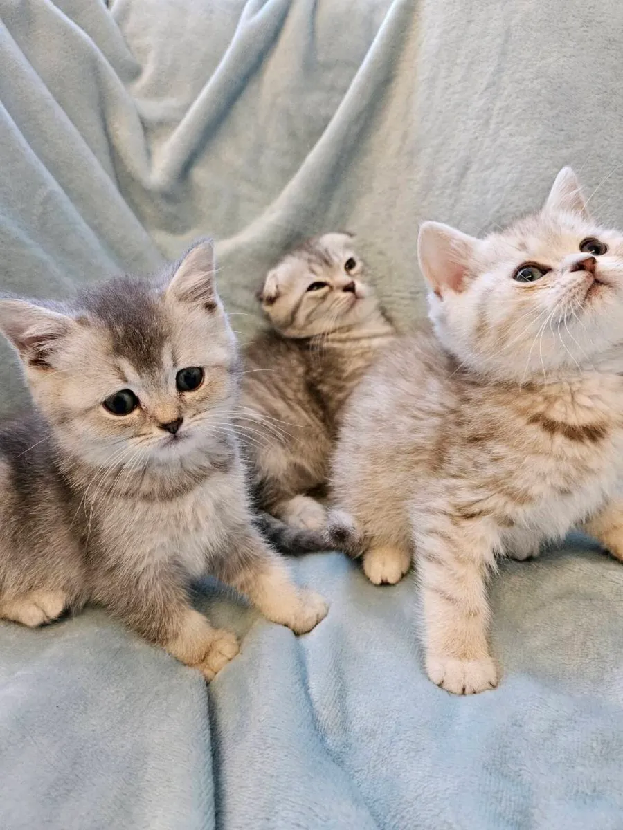 Scottish fold and straight kittens - Image 4