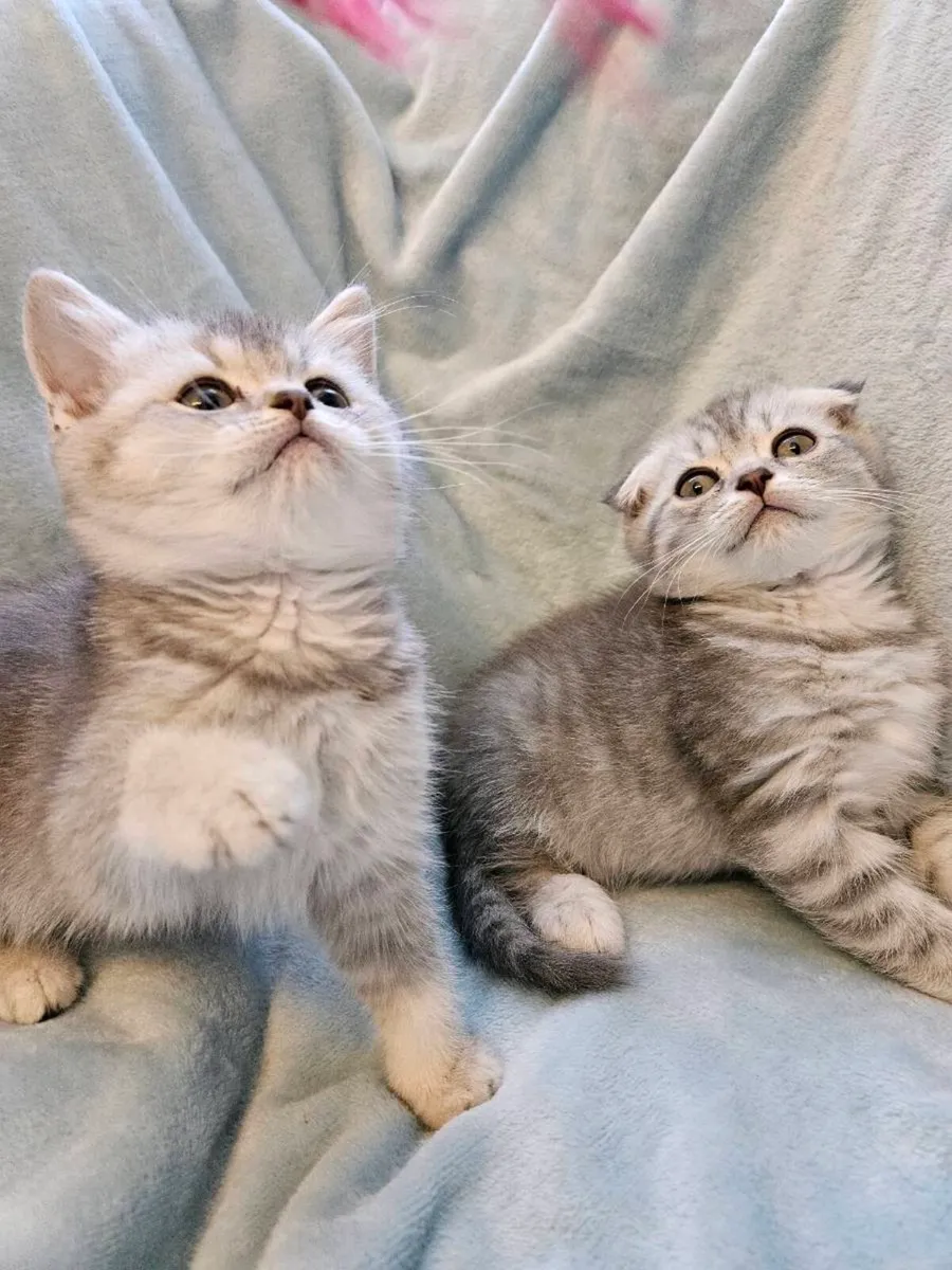Scottish fold and straight kittens - Image 2