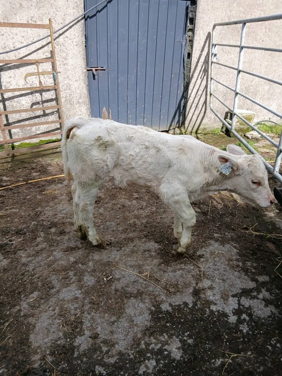 For sale Charlie  heifer  calf - Image 2